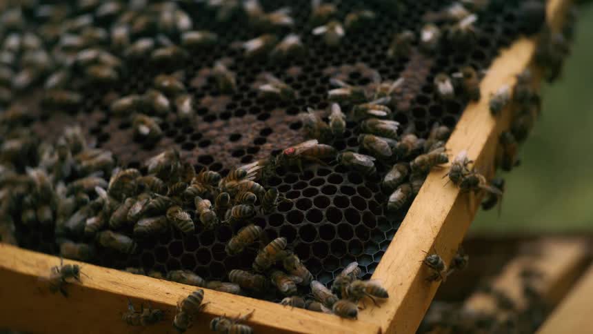 A series of honey bees gathers on a makeshift hive on a sunny day