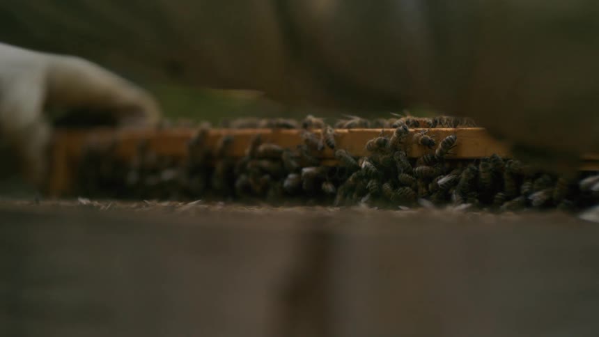 A person holds a piece of wood with dozens of honey bees on it