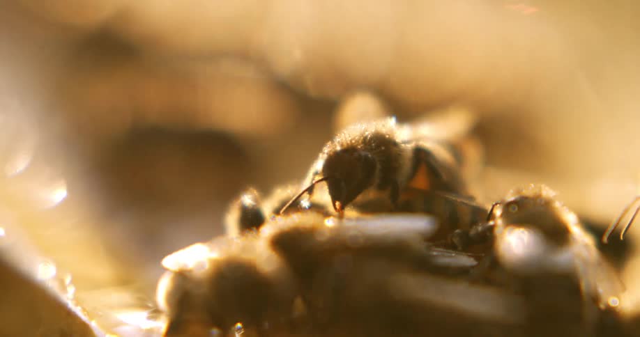 Bee in focus working on the hive under golden light