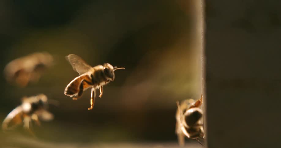 The bees hover together on a sunny day