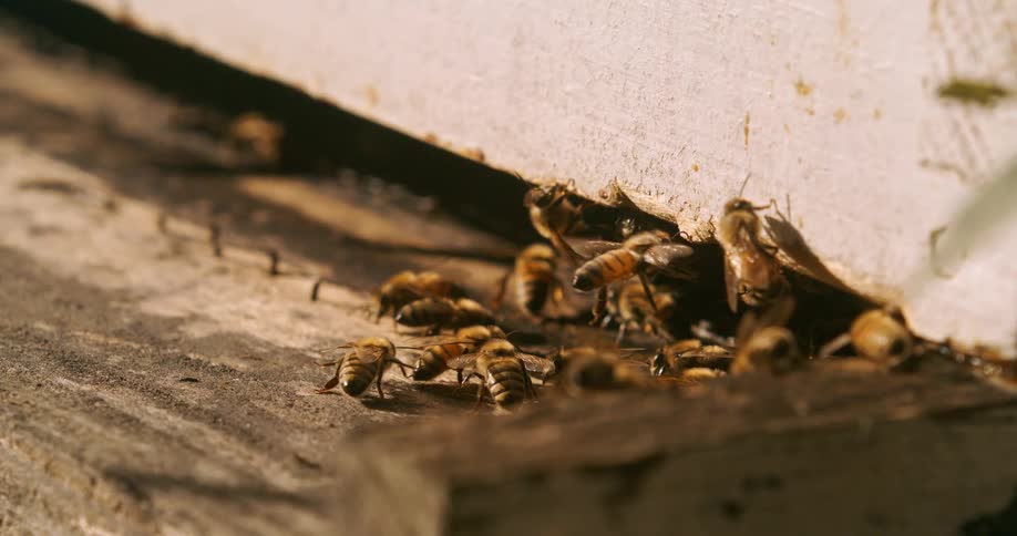 The insects fly and land on the bee hive box