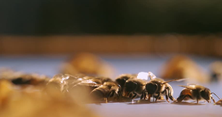 A cluster of bees