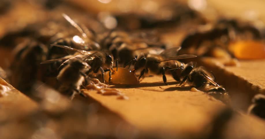 The bees are eating the honey on the bee hive box