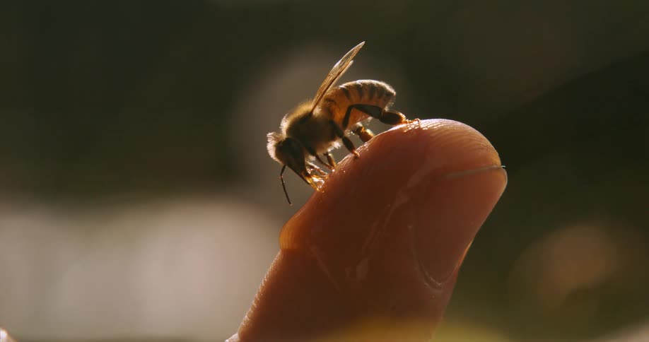 A bee sits on the finger of a person