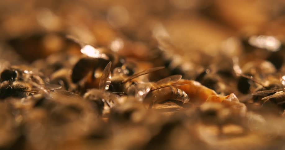A colony of bees