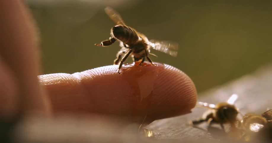 Bee perched on a human finger feeding on honey