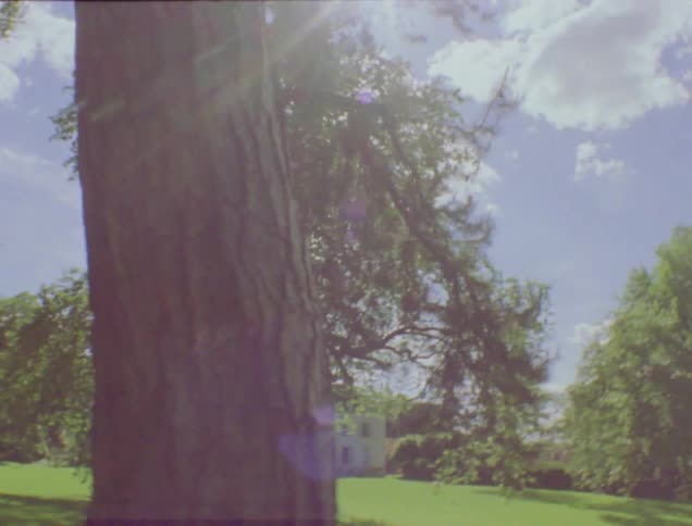 The sun shines on trees and grass in a yard