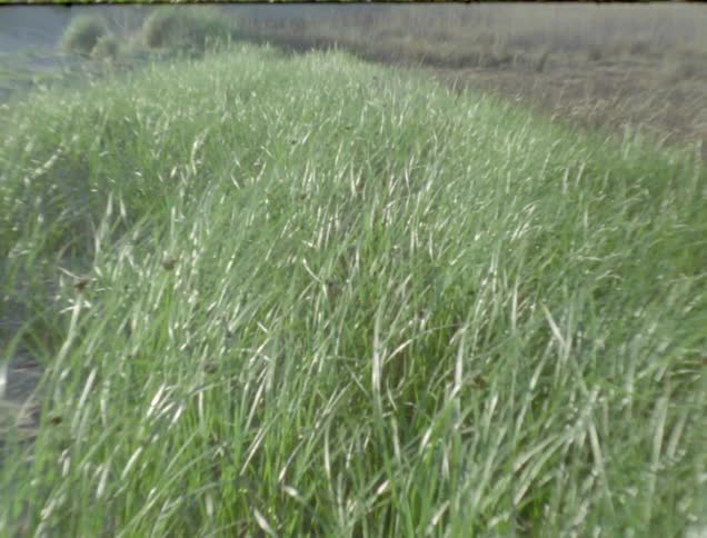 Tall grass blowing in the breeze