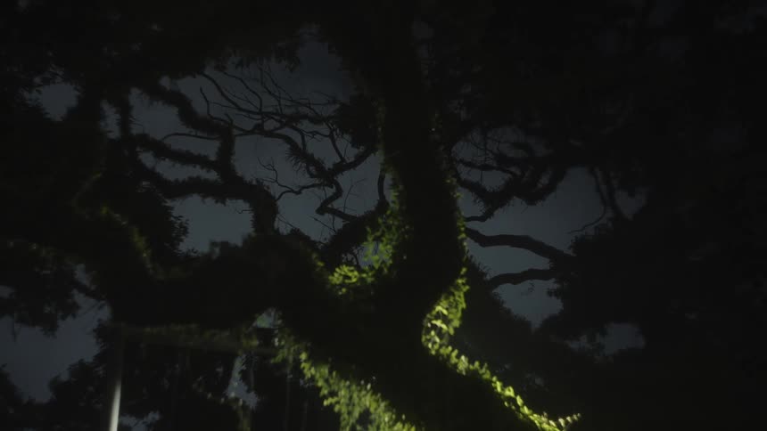 The video is a lowangle dark shot of a large mosscovered treethe thick intertwining branches are silhouetted against a slightly lighter dark blue night sky