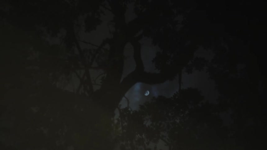 The night sky seen through the branches of a tree