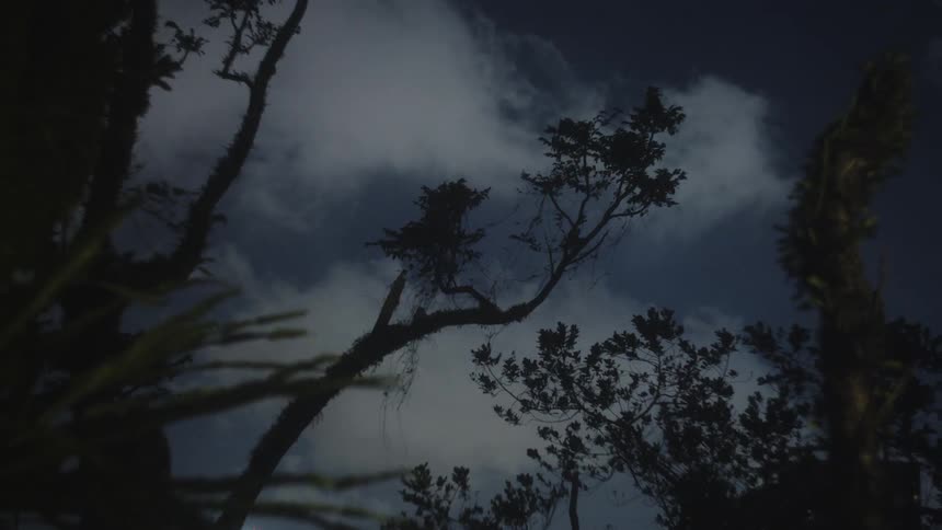 The night sky seen through branches