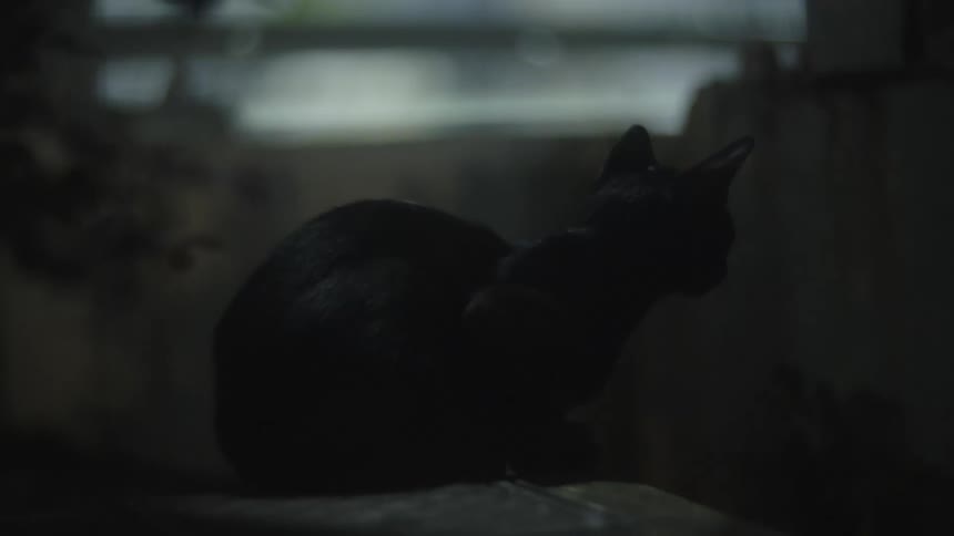 A black cat looks at the camera