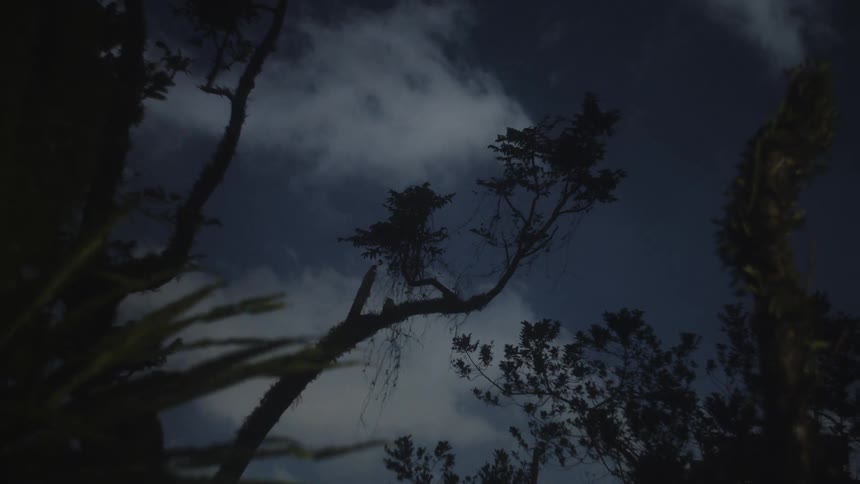 The night sky seen through the trees