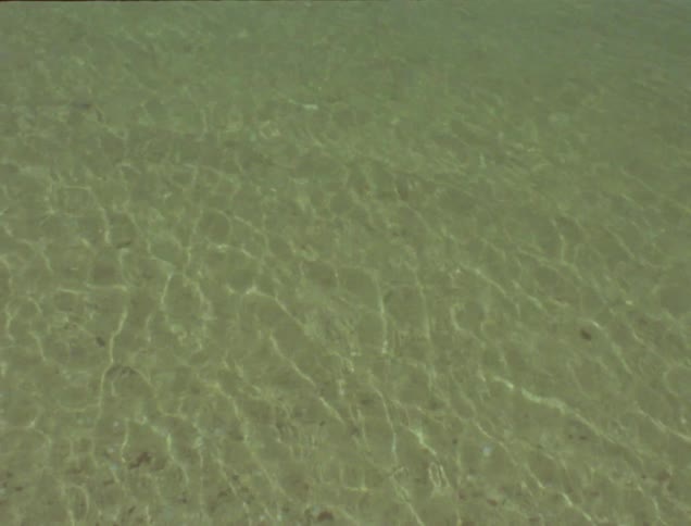 The shallow water is giving off ripples