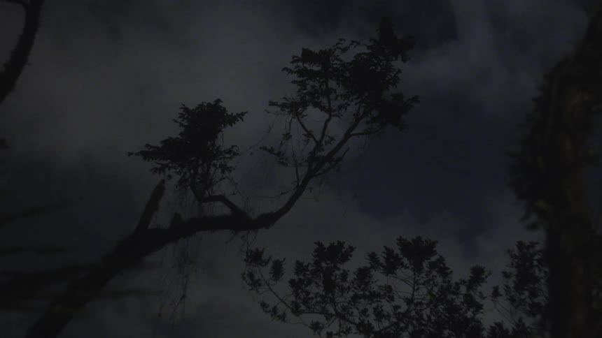 Tree branches sway under a partially cloudy night sky