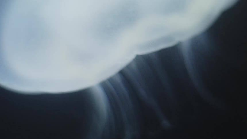 A close up of a white jellyfish