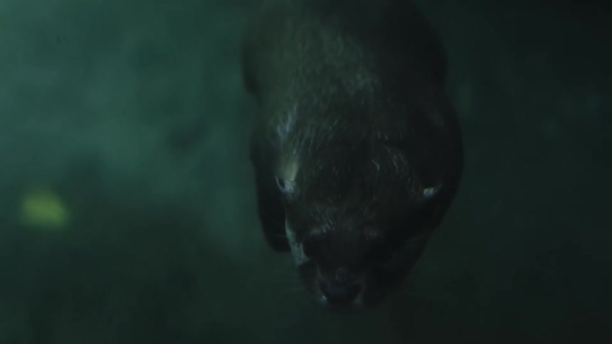 An otter swimming underwater