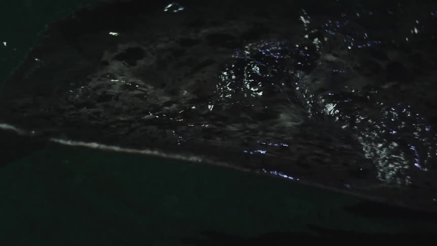 A manta ray surfacing