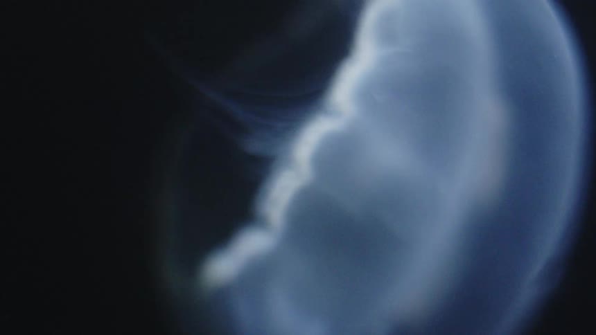 A white jellyfish swimming about