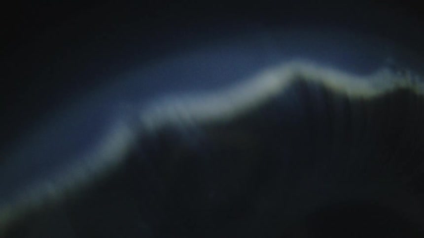 Translucent jellyfish highlighting its soft shapes in a dark marine environment