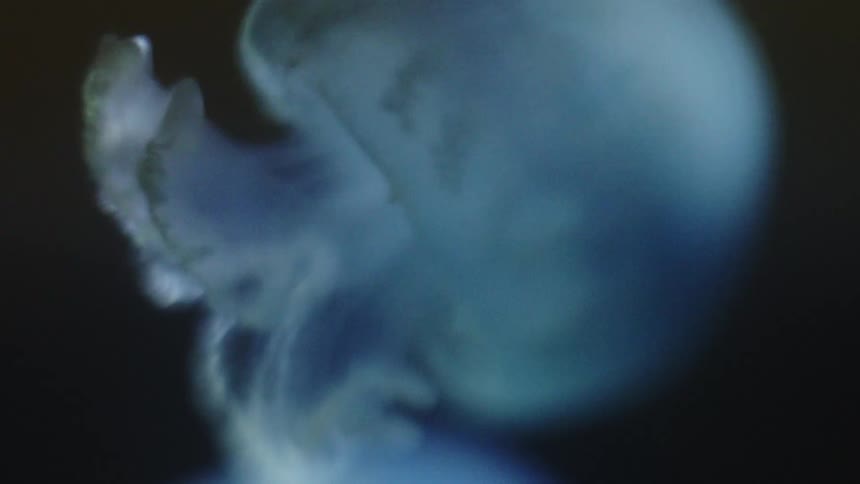A white jellyfish swimming about