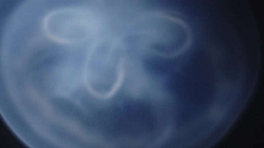 A white jellyfish afloat