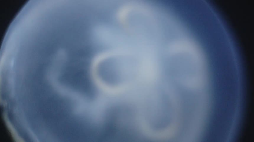 Translucent jellyfish drifting in a dark aquatic environment