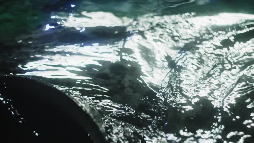 A manta ray surfacing