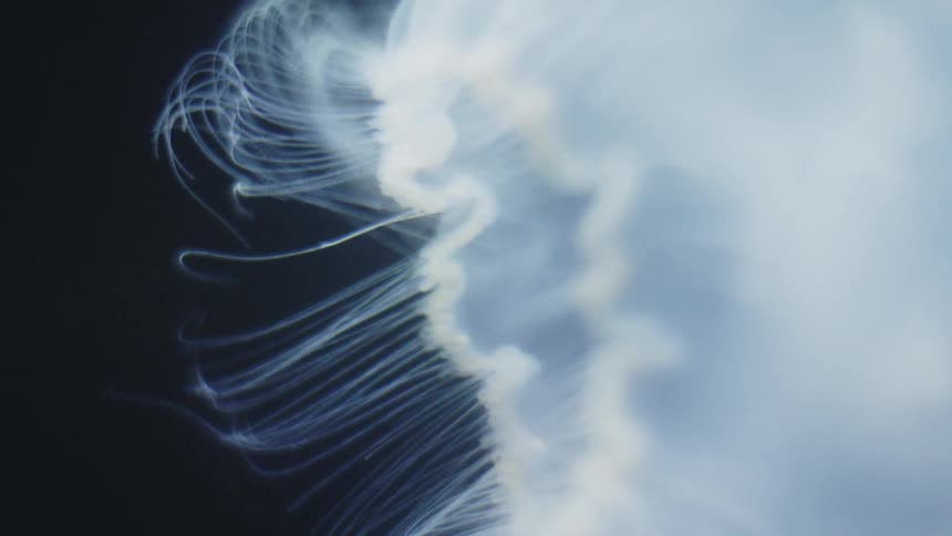 A white jellyfish swimming about