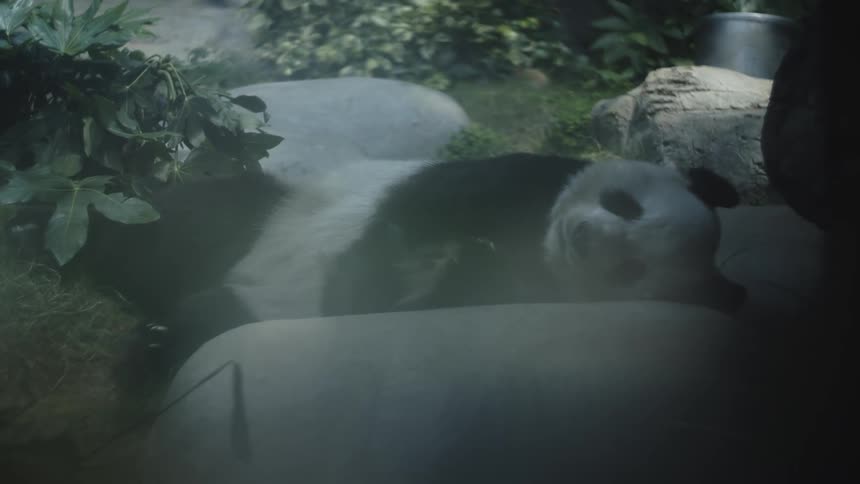 Panda resting while lying on rocks amid vegetation