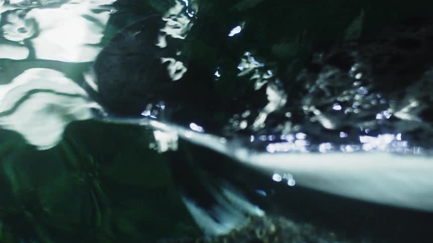 Ray glides gracefully beneath the illuminated water surface