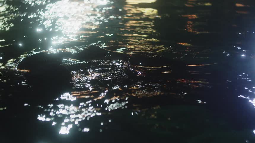 Marine life swims around in the dark water