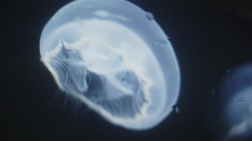 A white jellyfish swimming about