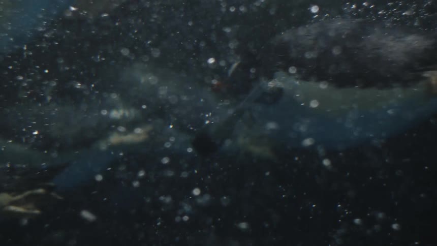 Penguins swimming underwater