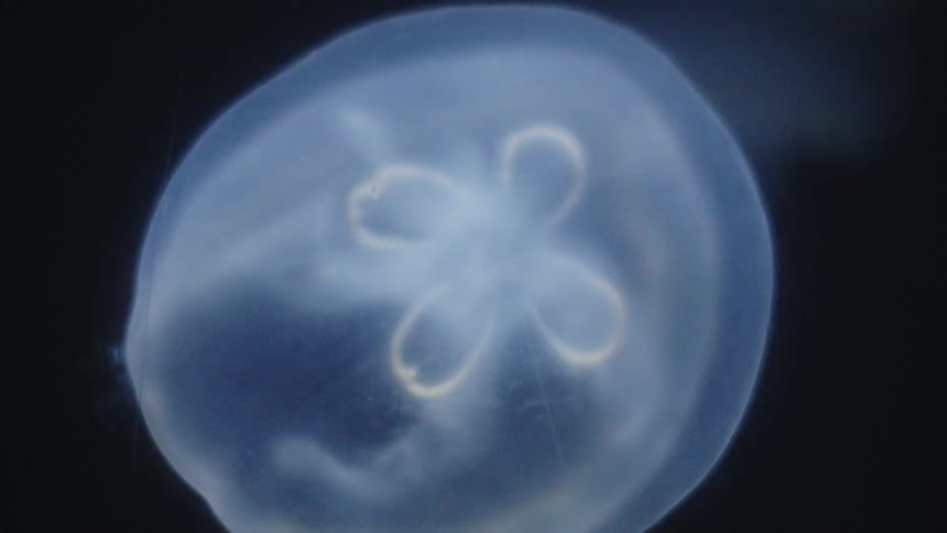 A white jellyfish swimming about