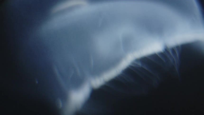 Translucent jellyfish displaying its delicate structures amid the marine darkness