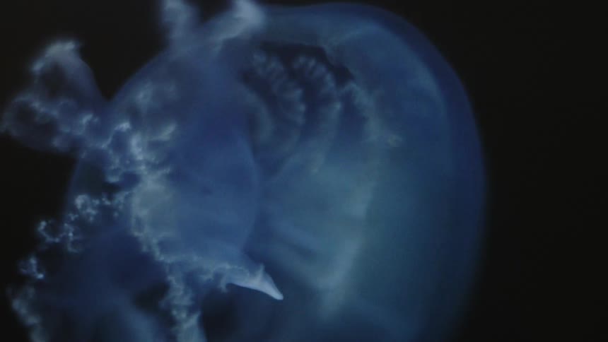 A white jellyfish swimming about