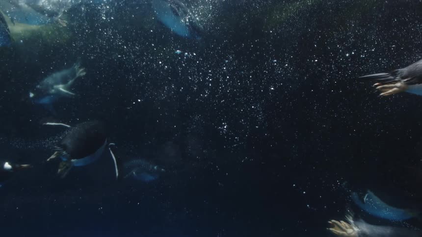 Penguins swimming underwater