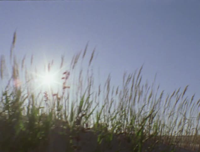 Sun shining through long blades of grass