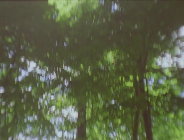 View of trees on a sunny day