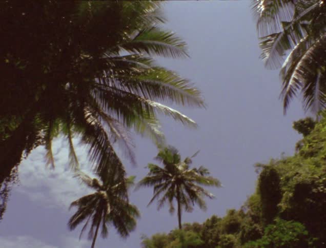 A video of the upper half of a palm tree and the sky