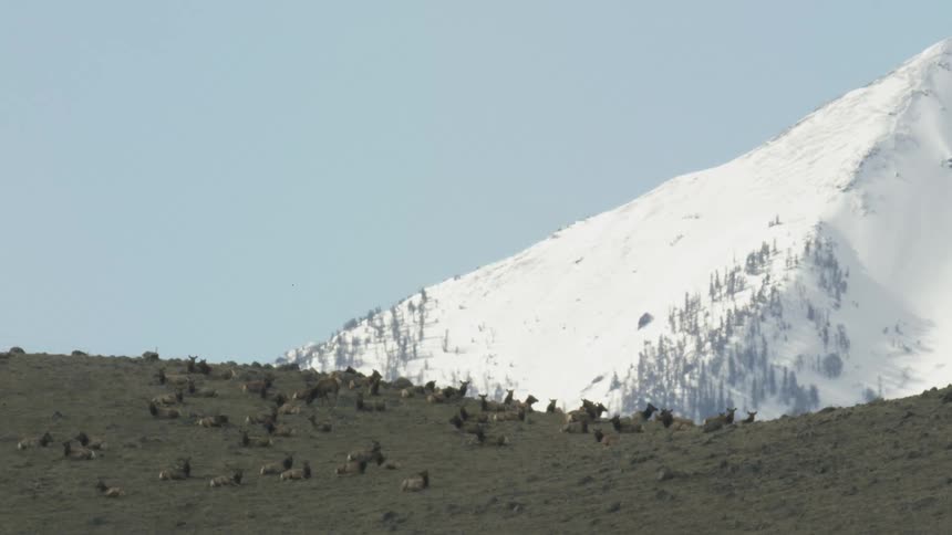 Elk scattered on grassy hillside with snowcovered mountain in the background