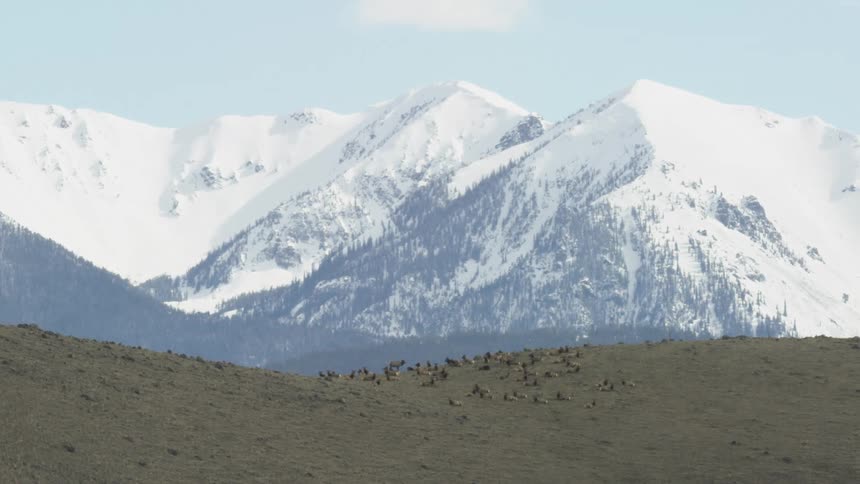 A herd of elk rest on a hilltop near a snowcovered mountain range