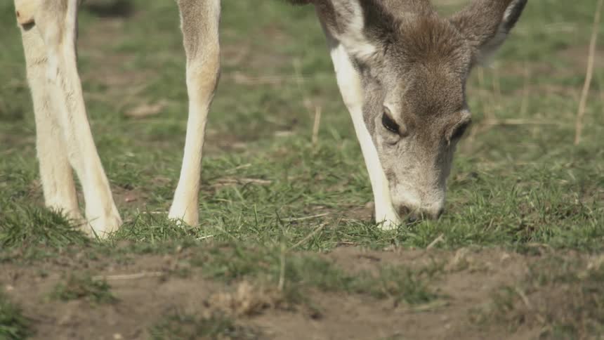 Deer feeds on grass in an open area