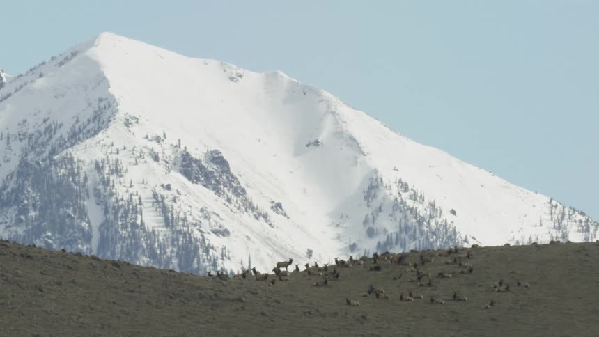 Herd of elk gathered at the base of a snowcovered mountain