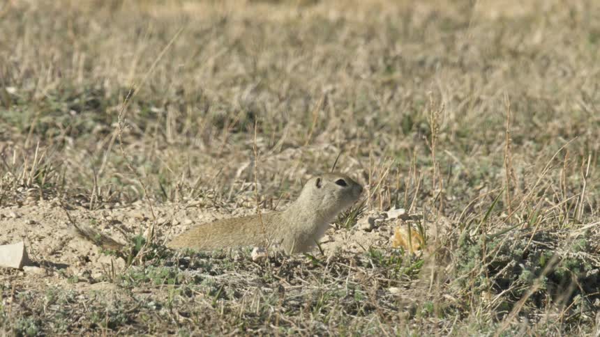 A squirrel stands in an empty field for a moment and takes off