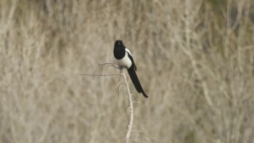 Close up of a magpie perched on a branch outdoors during daytime