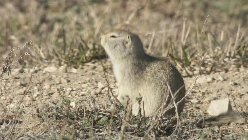 Ground squirrel sitting among low vegetation in the field