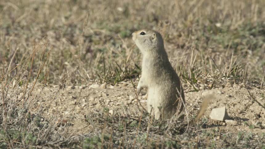 A small rodent standing upright on its hind legs in a patch of dirt and dry grass