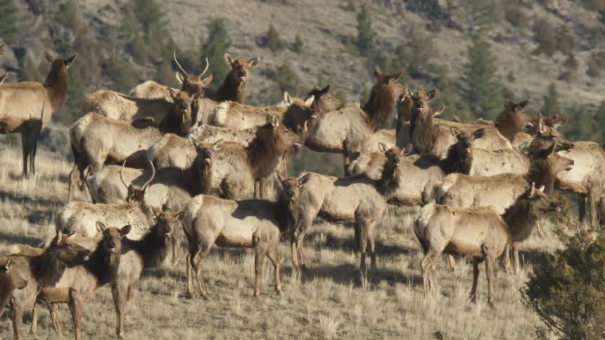 Herd of elk gathered in an open field at the foot of the mountains